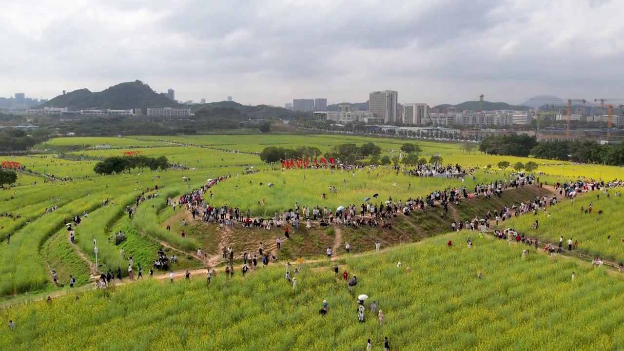 春天油菜花开乡村振兴视频素材