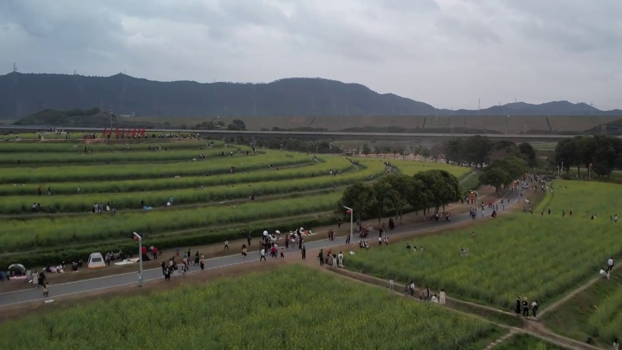 春天油菜花开乡村振兴视频下载