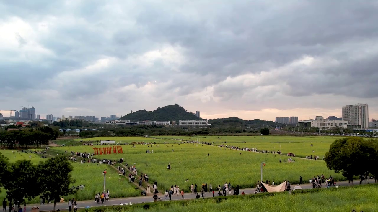 春天油菜花开乡村振兴视频素材