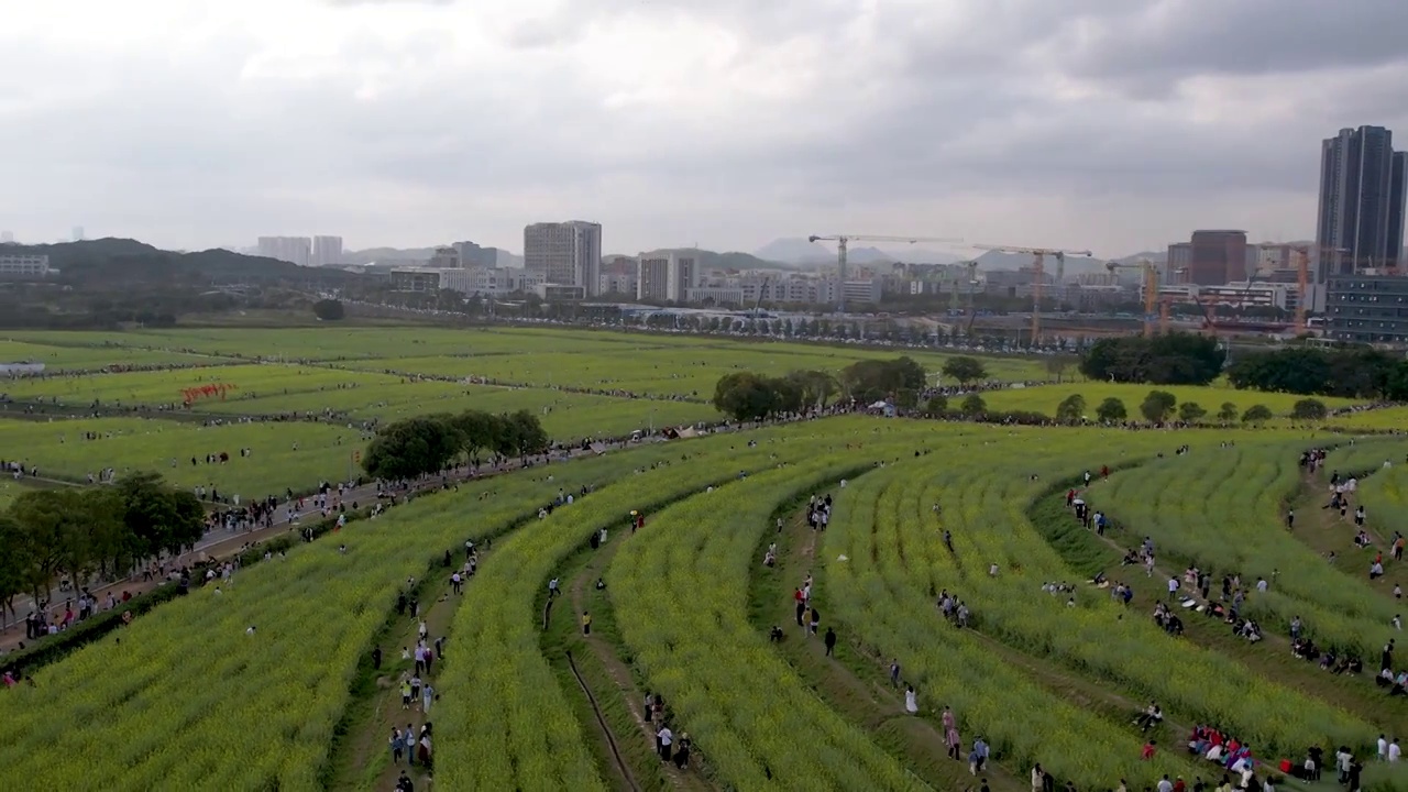 春天油菜花开乡村振兴视频素材