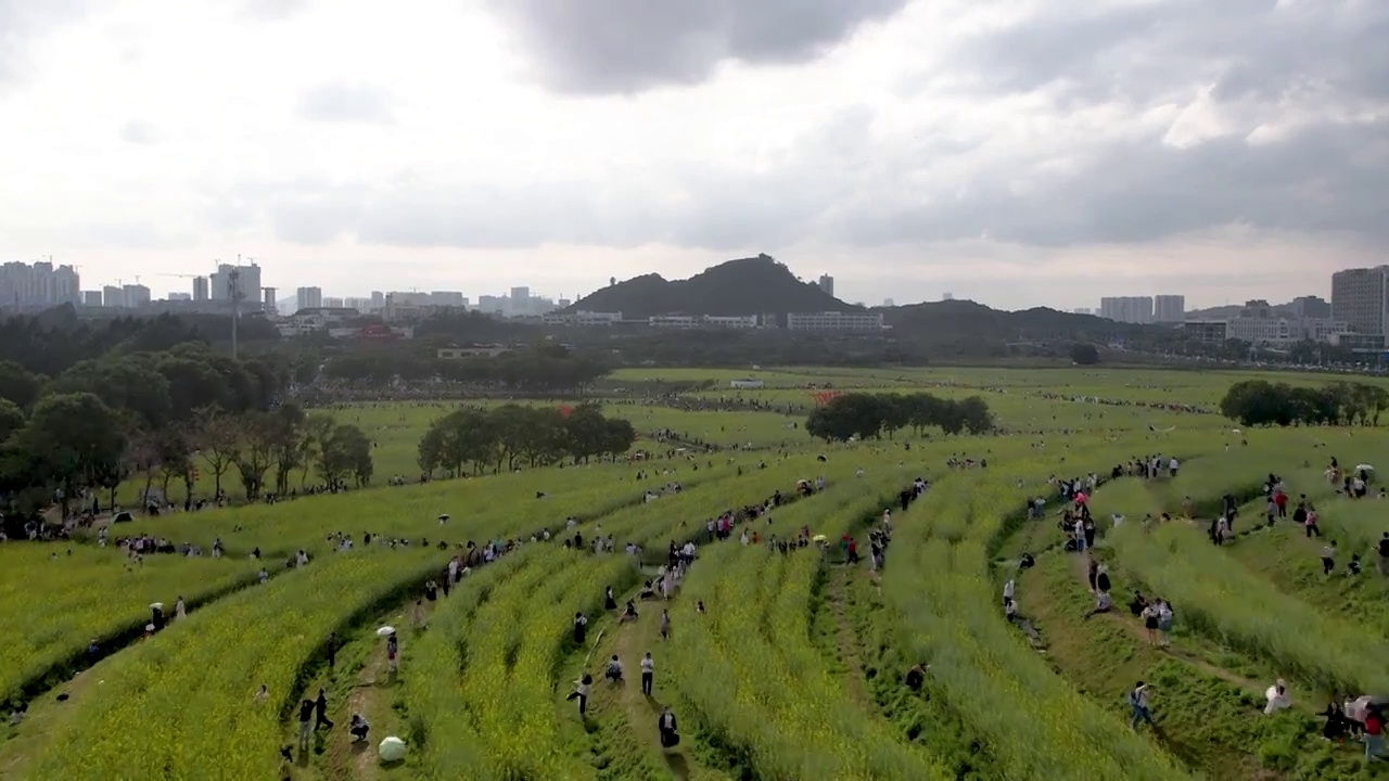 春天油菜花开乡村振兴视频素材