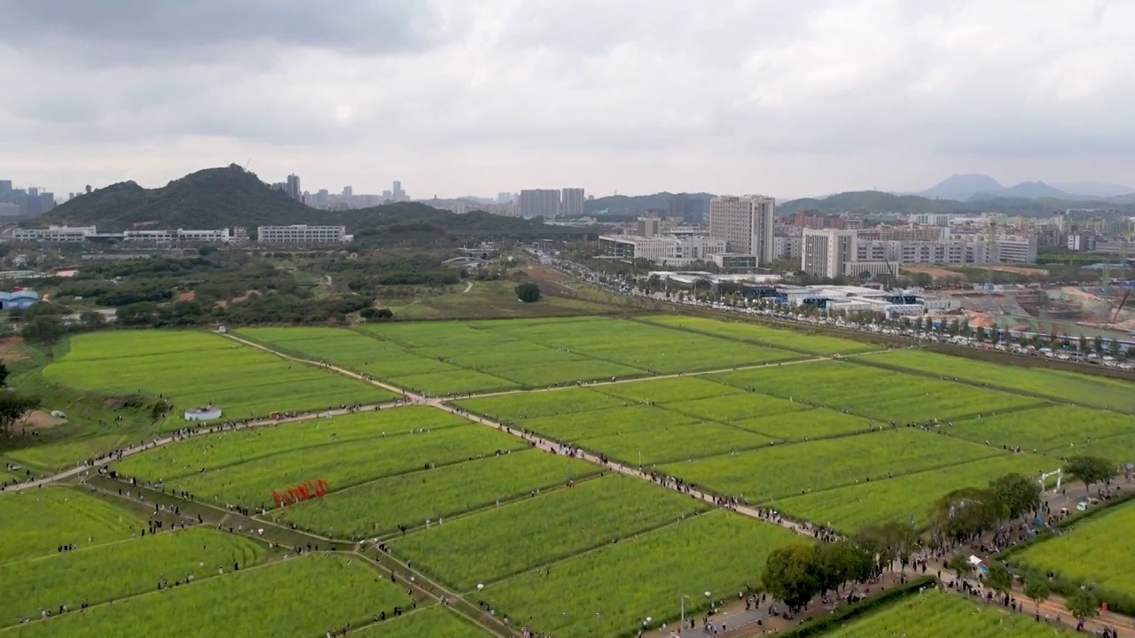 春天油菜花开乡村振兴视频下载