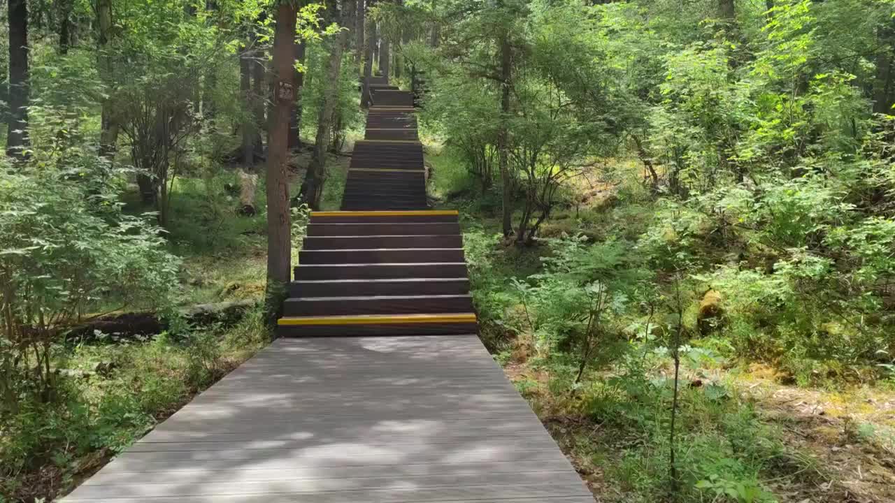 森林里的登山步道视频素材