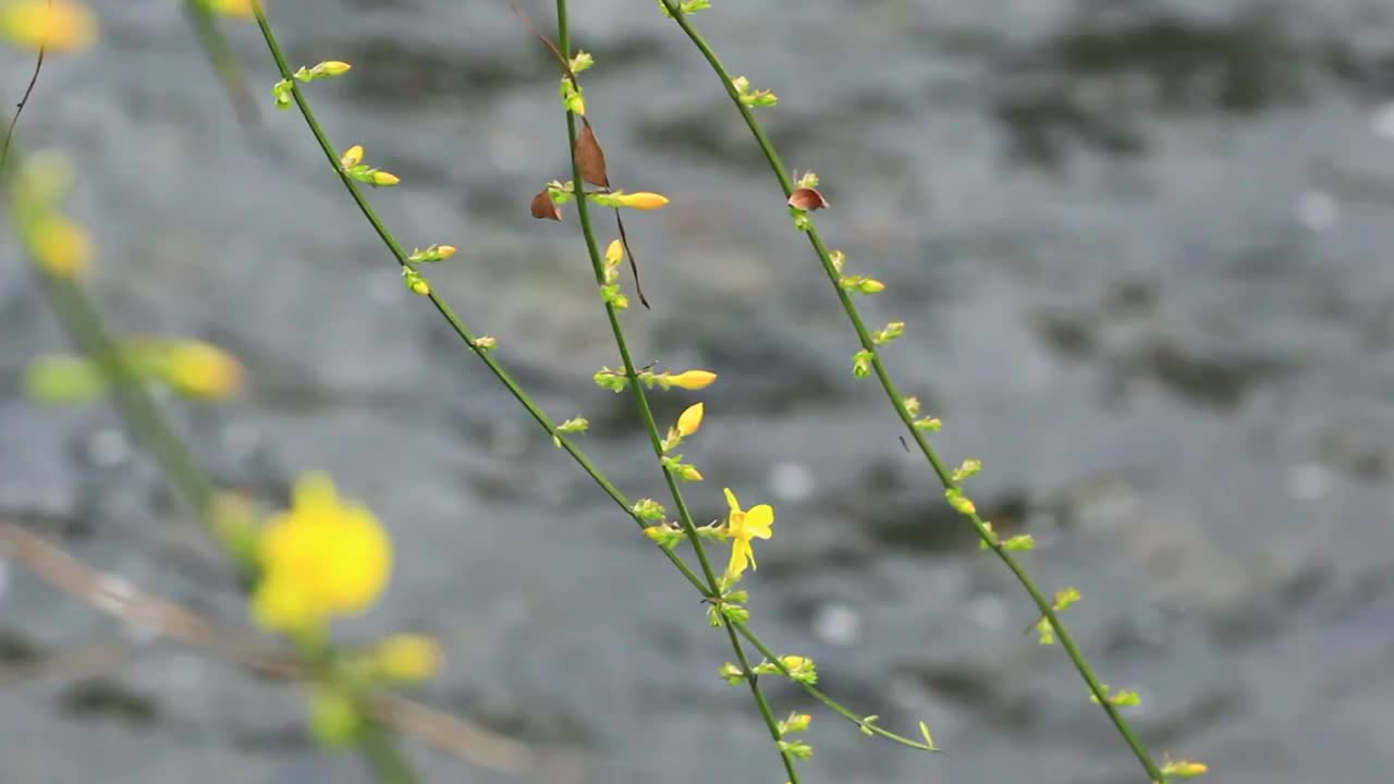 迎春花，春天，流水视频素材