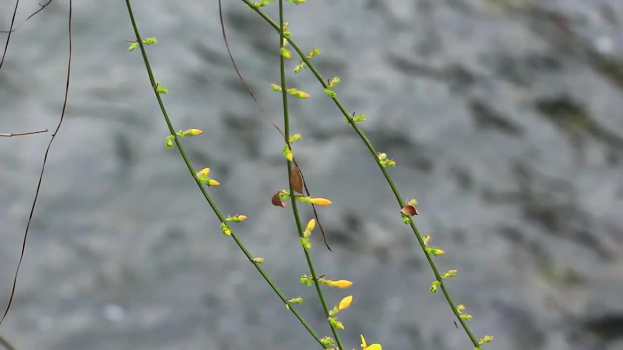 迎春花，春天，流水视频素材