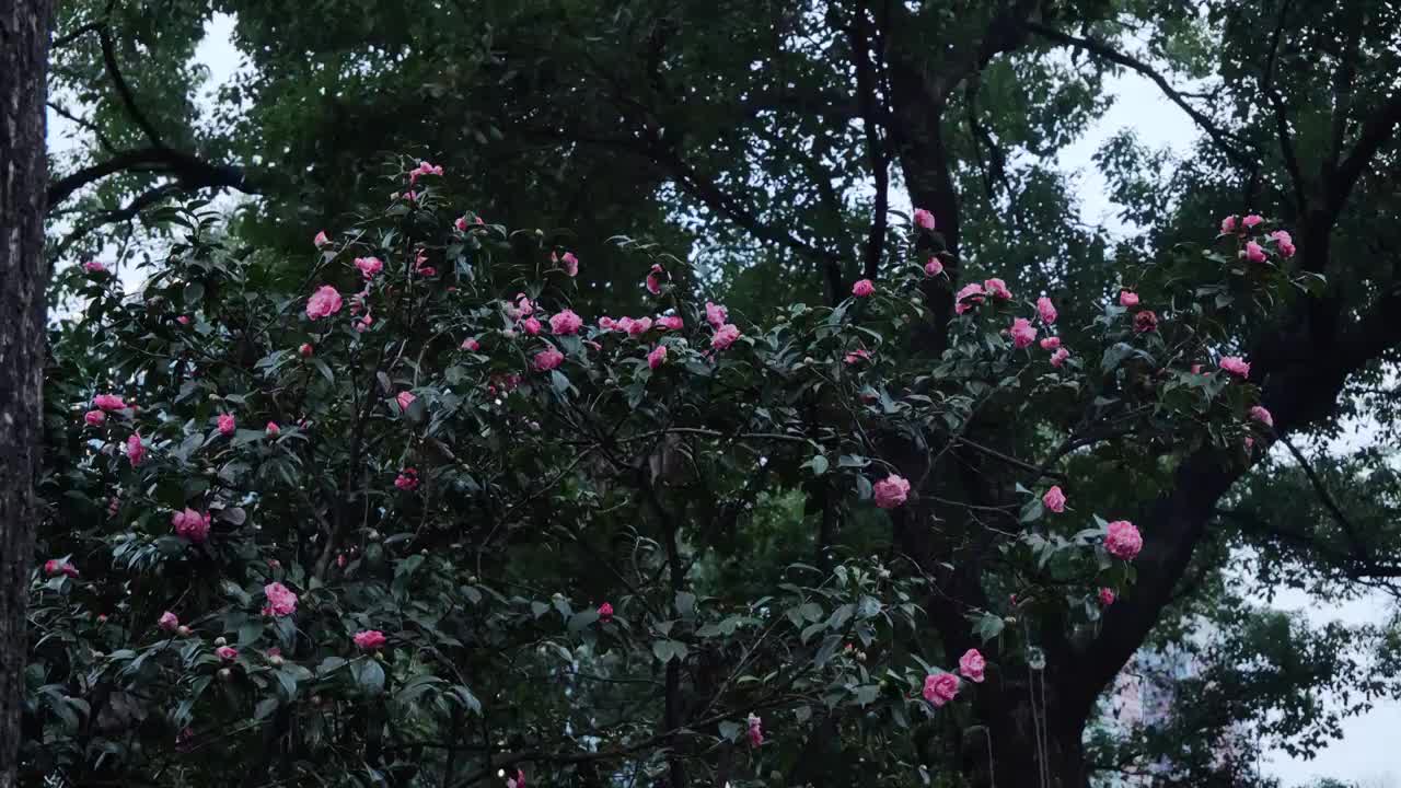 白色山茶花  山茶花 红色山茶花视频素材