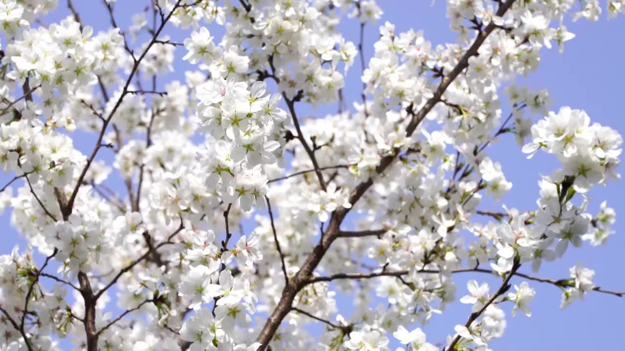 春意盎然，春天绽放的樱花视频素材