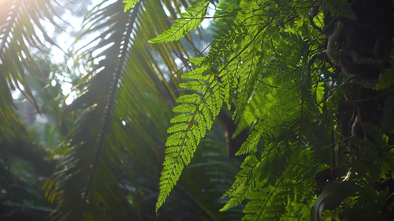 逆光下的蕨类植物叶片背景特写视频素材