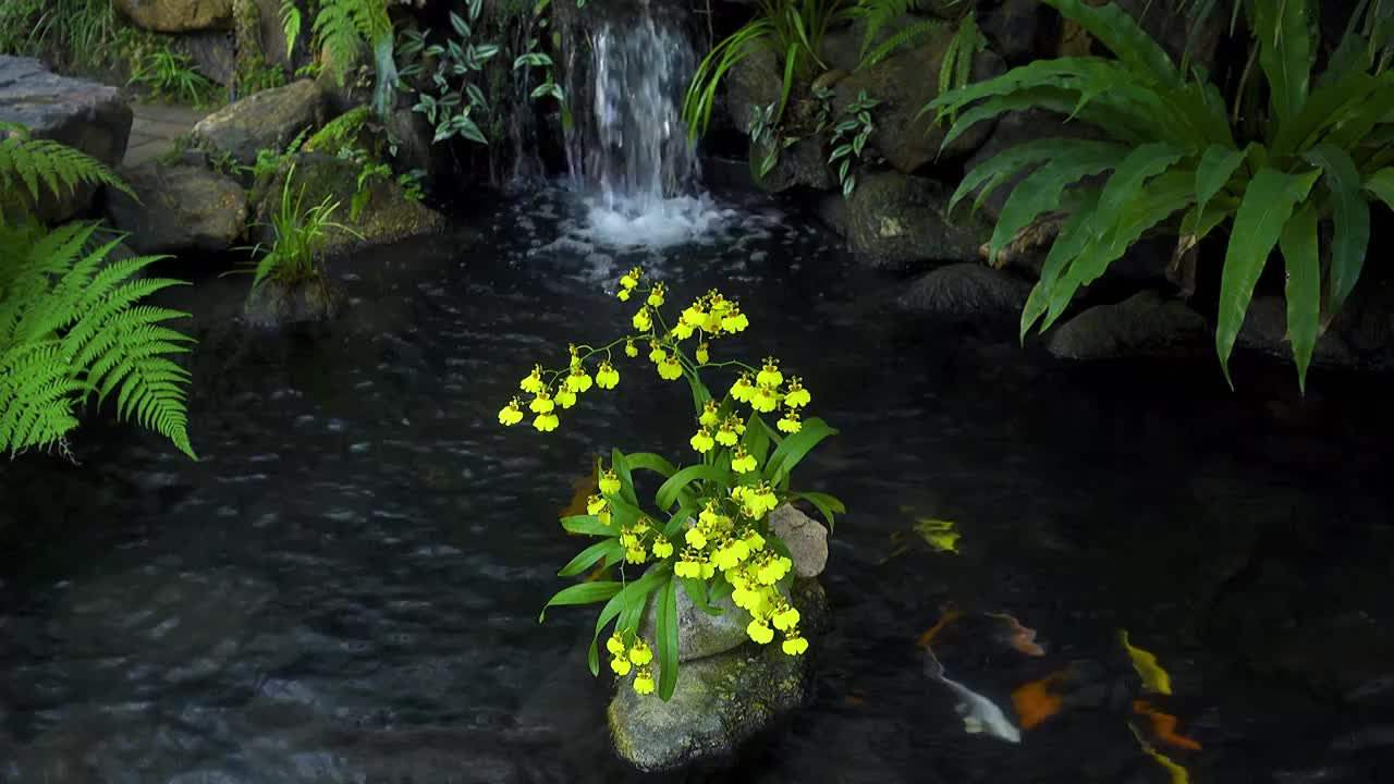 中国山水庭院造景锦鲤鱼池设计意境背景视频素材