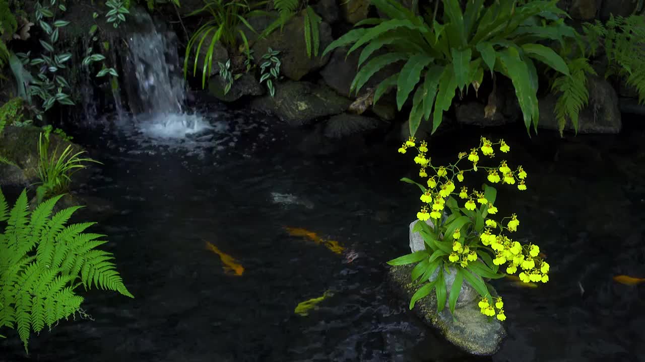 中国山水庭院造景锦鲤鱼池设计意境背景视频素材