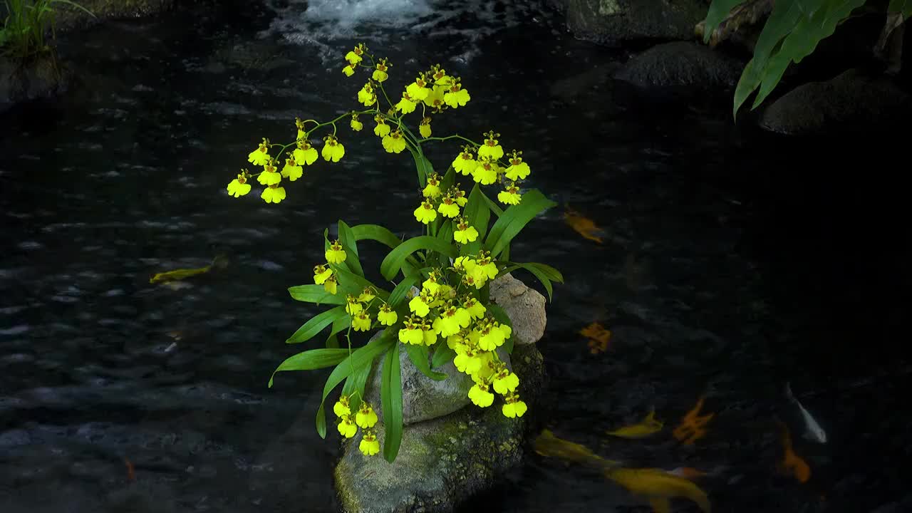 中国山水庭院造景锦鲤鱼池设计意境背景视频素材