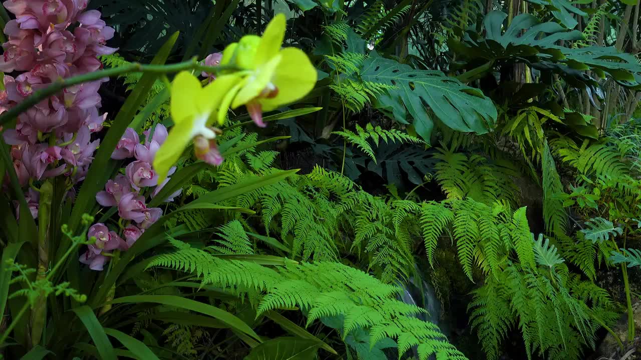 珍稀植物蝴蝶兰花朵背景特写视频素材