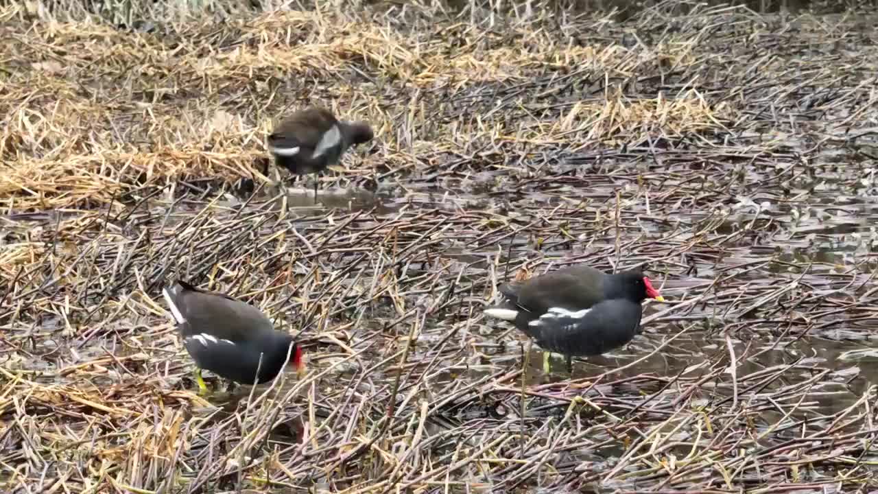 湖南岳阳市黑水鸡航拍视频素材