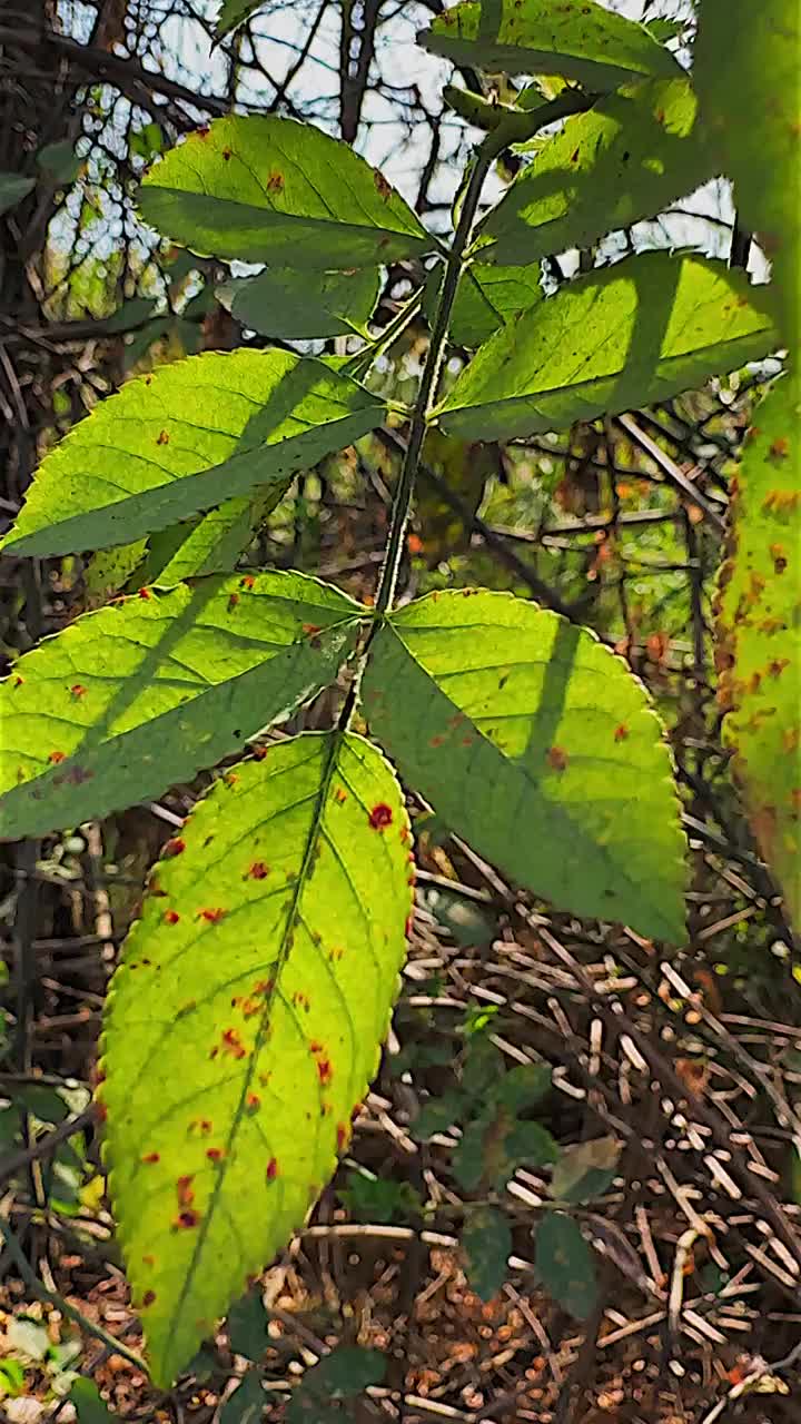 秋天的树叶视频素材