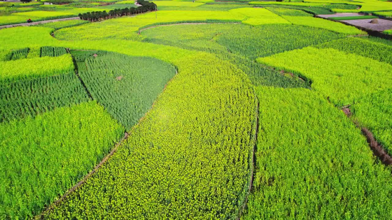 万峰林油菜花八卦花海视频素材