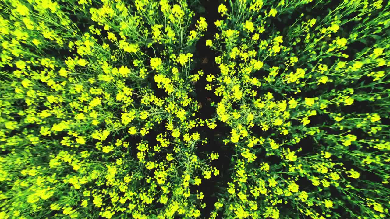 万峰林油菜花花海视频素材