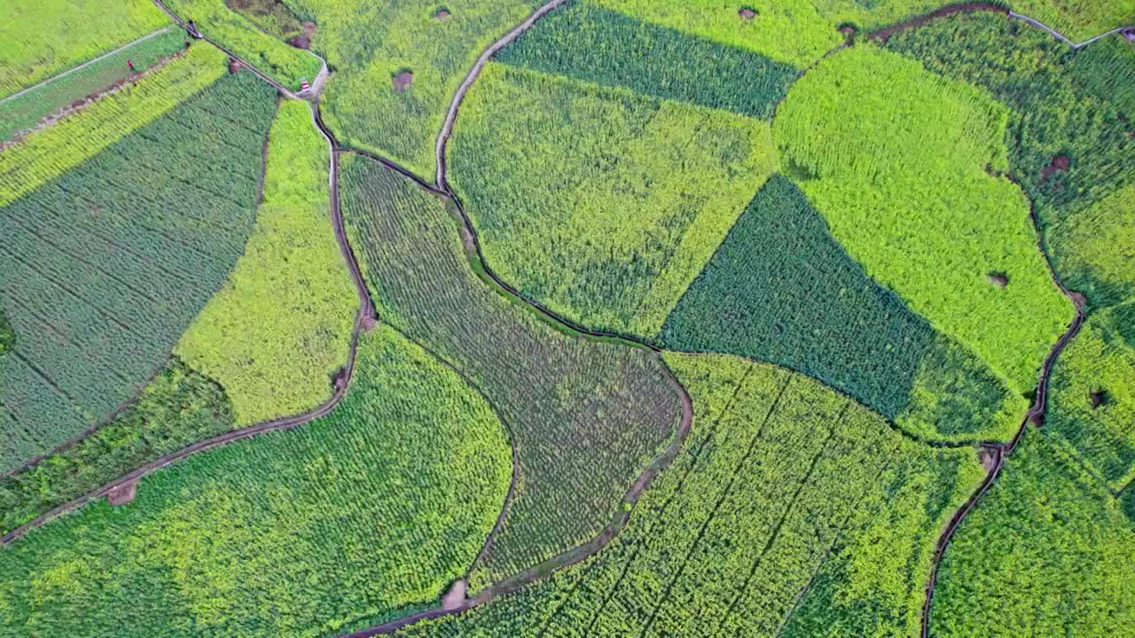 万峰林油菜花花海视频素材