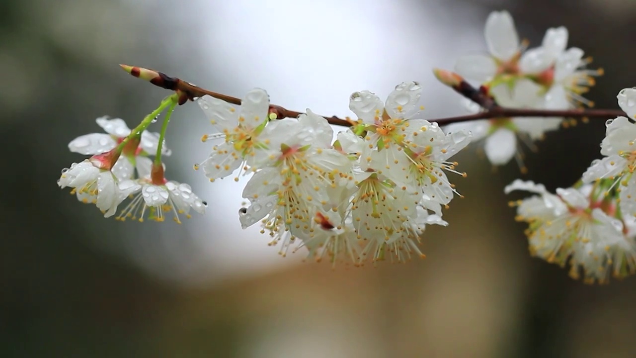 春天，白色的樱花盛开视频素材