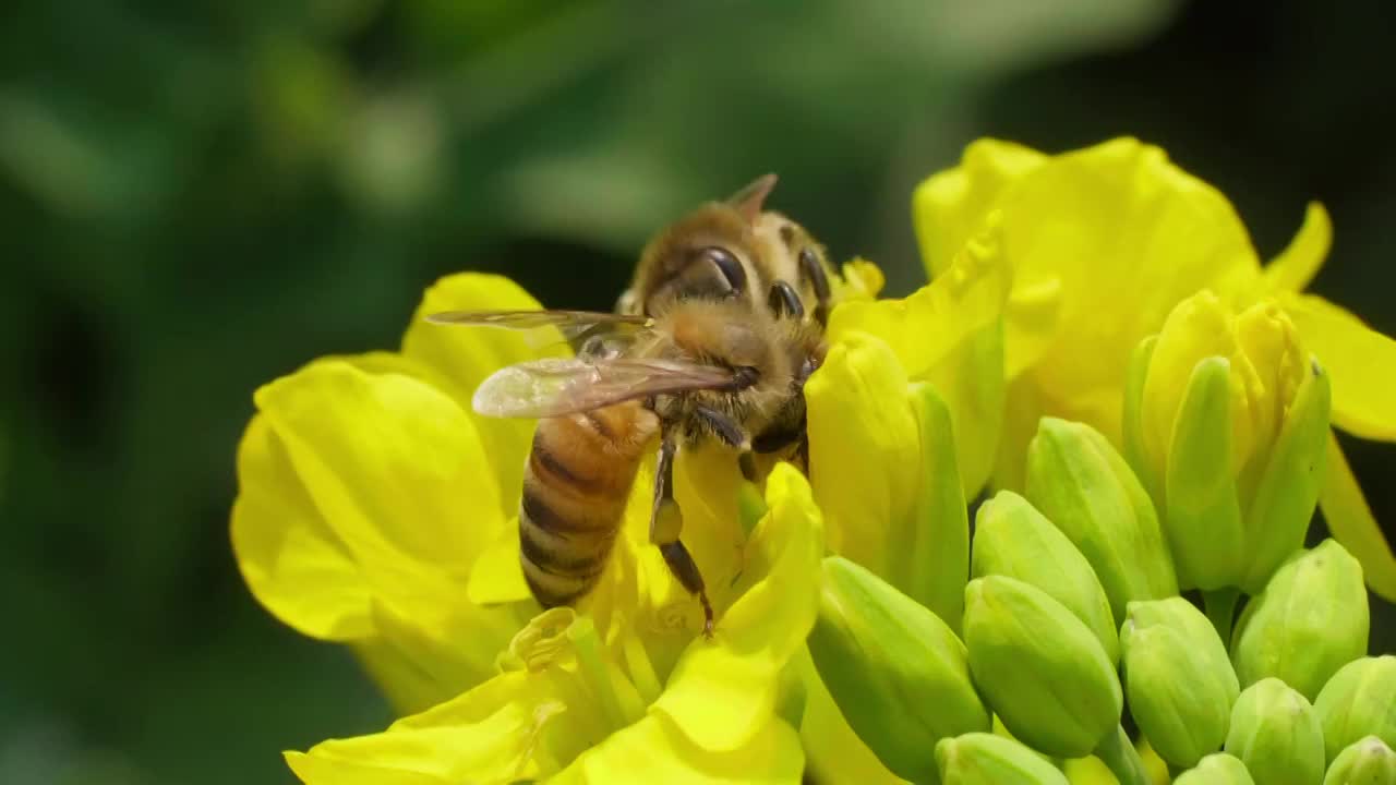 油菜花上采蜜的蜜蜂特写微距慢镜头视频素材