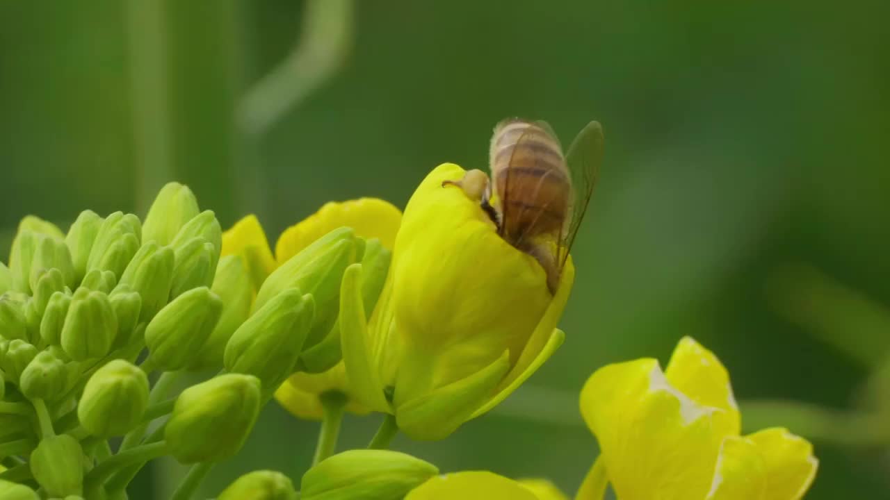 油菜花上采蜜的蜜蜂特写微距慢镜头视频素材