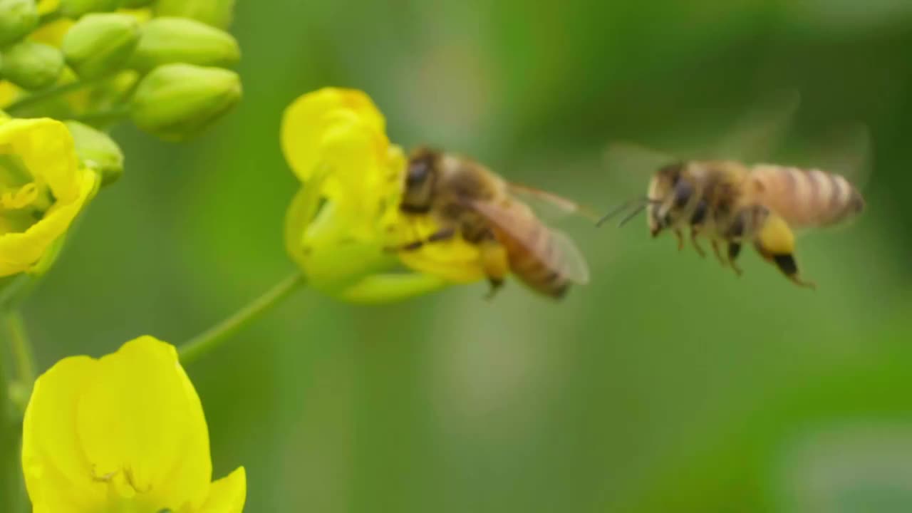 油菜花上采蜜的蜜蜂特写微距慢镜头视频素材