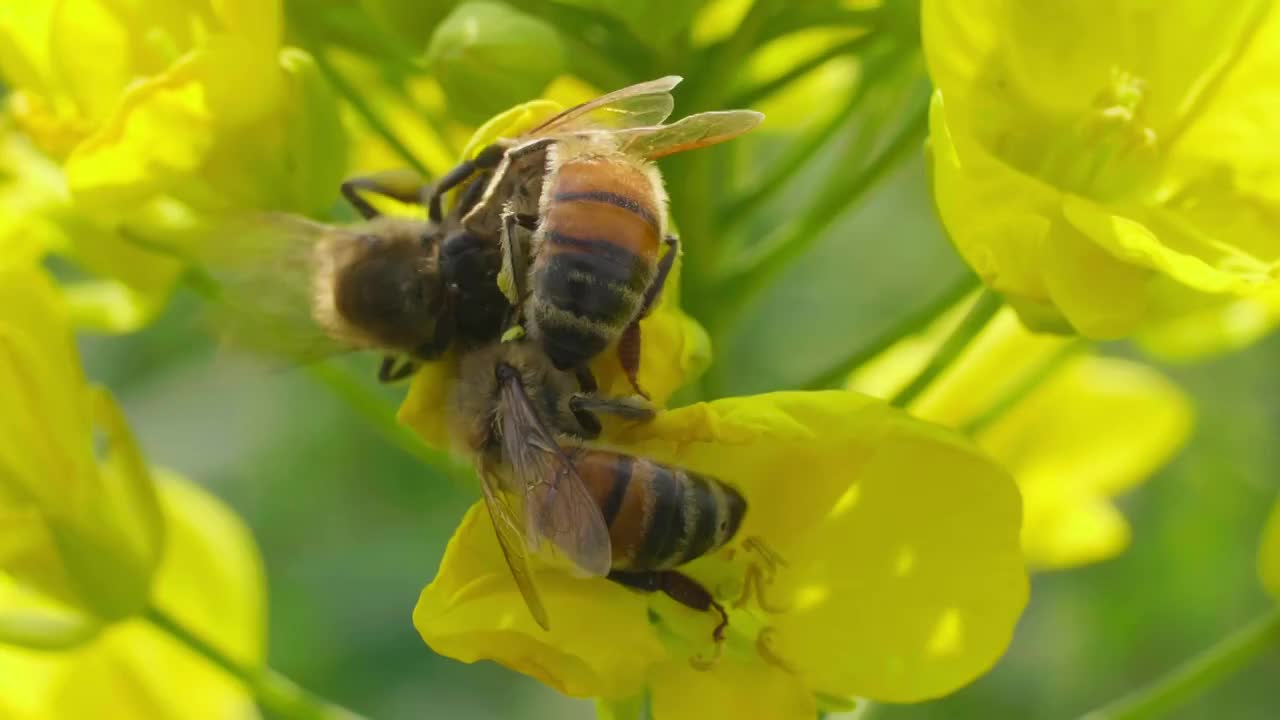 油菜花上采蜜的蜜蜂特写微距慢镜头视频素材