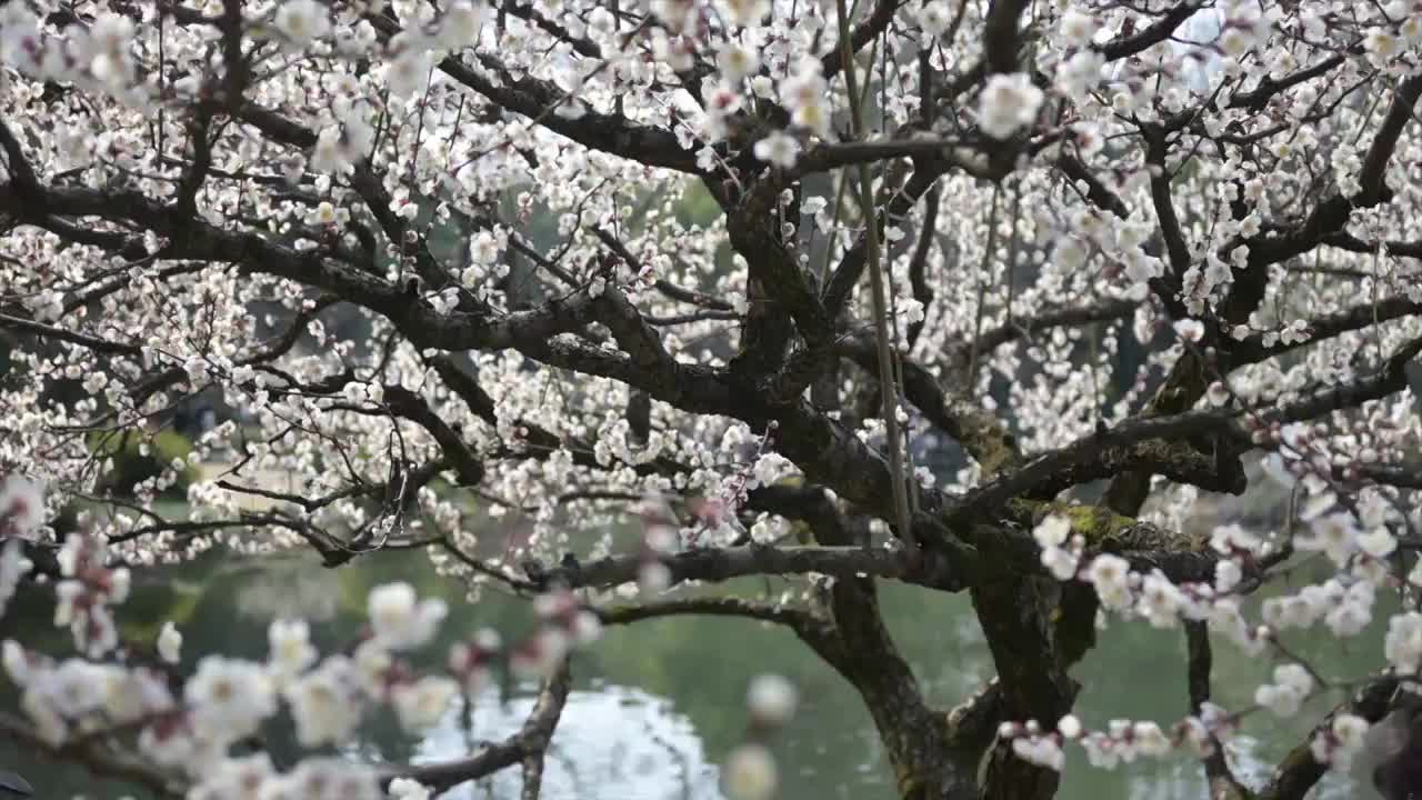 春天的梅花视频素材