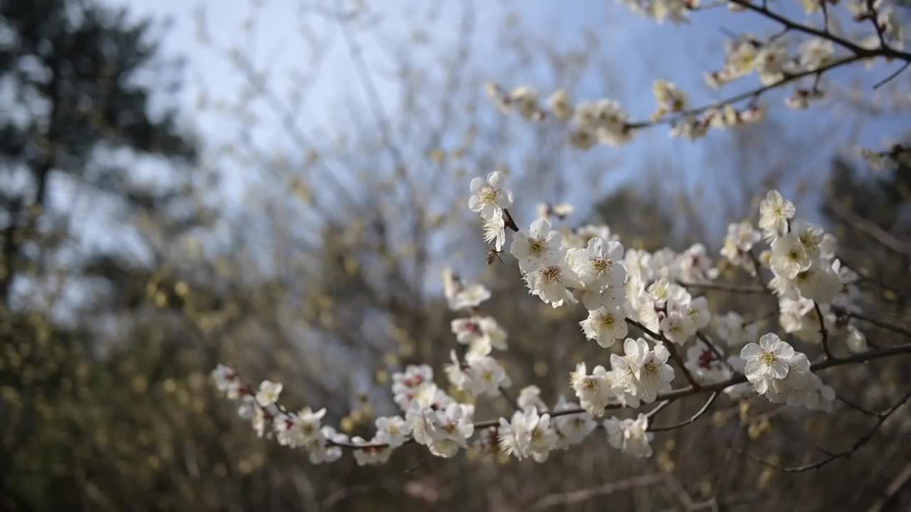 春天盛开的白色梅花视频素材