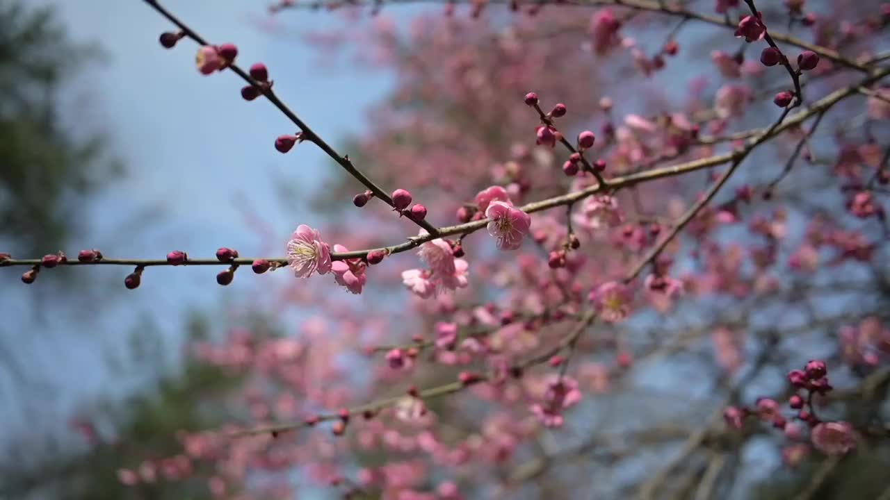 春天的红梅绽放视频素材