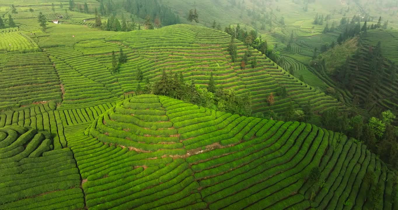 航拍春天四川绿茶园茶山风光大山梯田视频素材