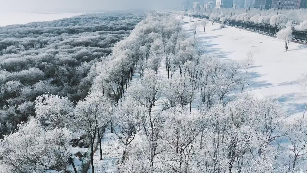 4K，60帧，哈尔滨，冬季，雾凇，城市，公路，松花江，树视频素材