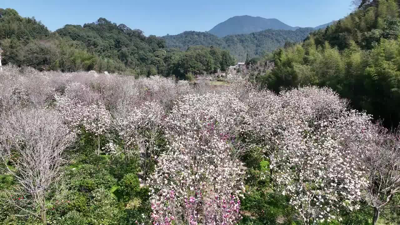 航拍广州从化阿婆六荼花谷视频素材