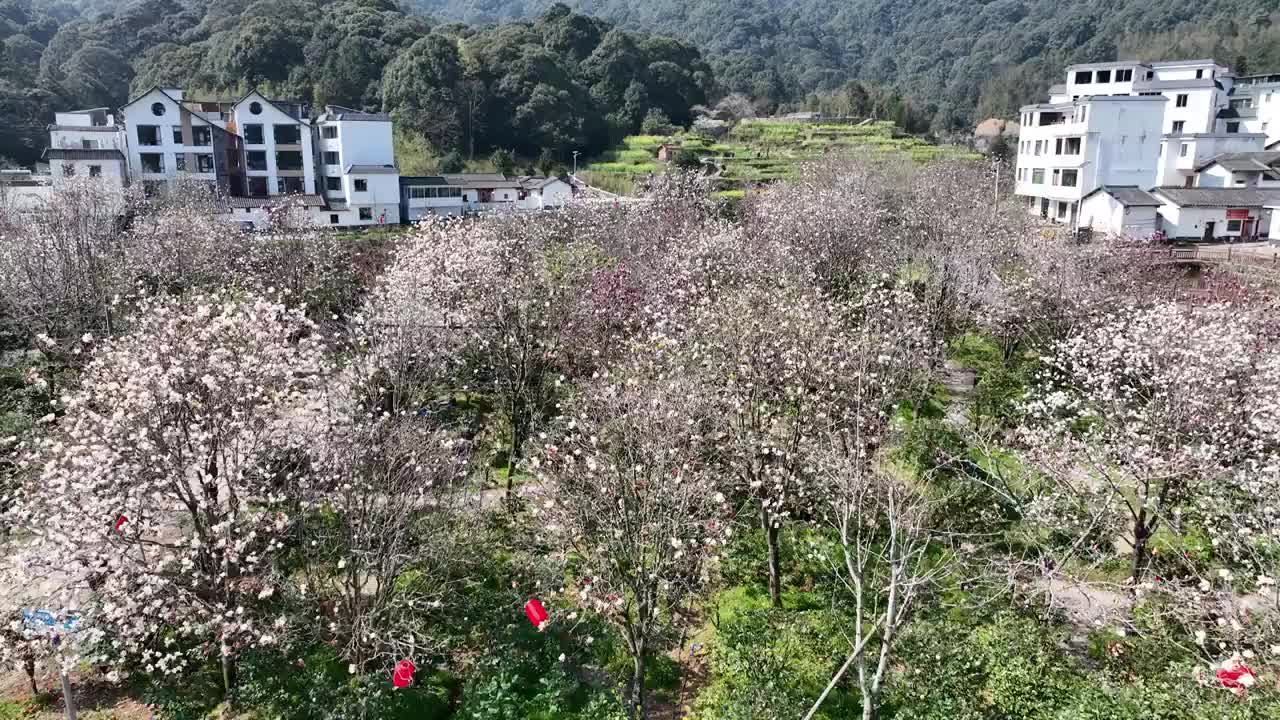 航拍广州从化阿婆六荼花谷视频素材