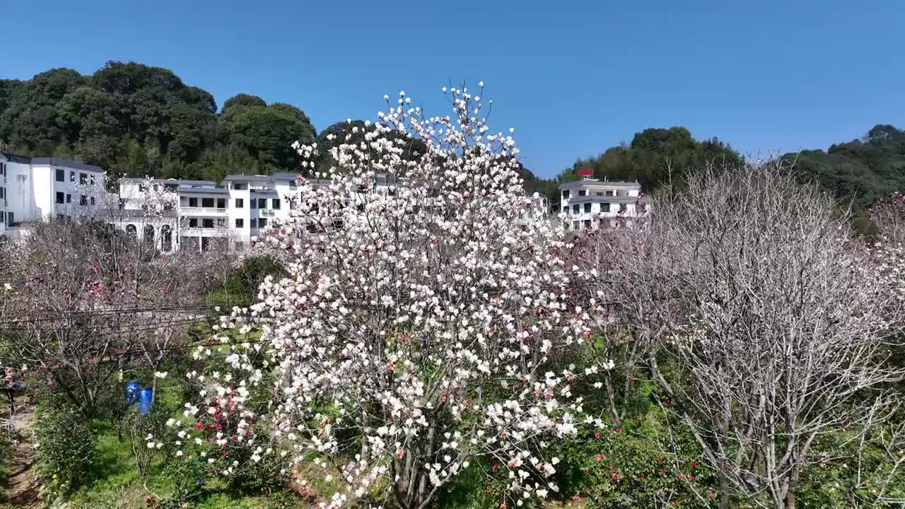 航拍广州从化阿婆六荼花谷视频素材