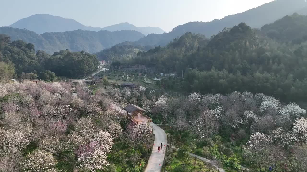 航拍广州从化阿婆六荼花谷视频素材