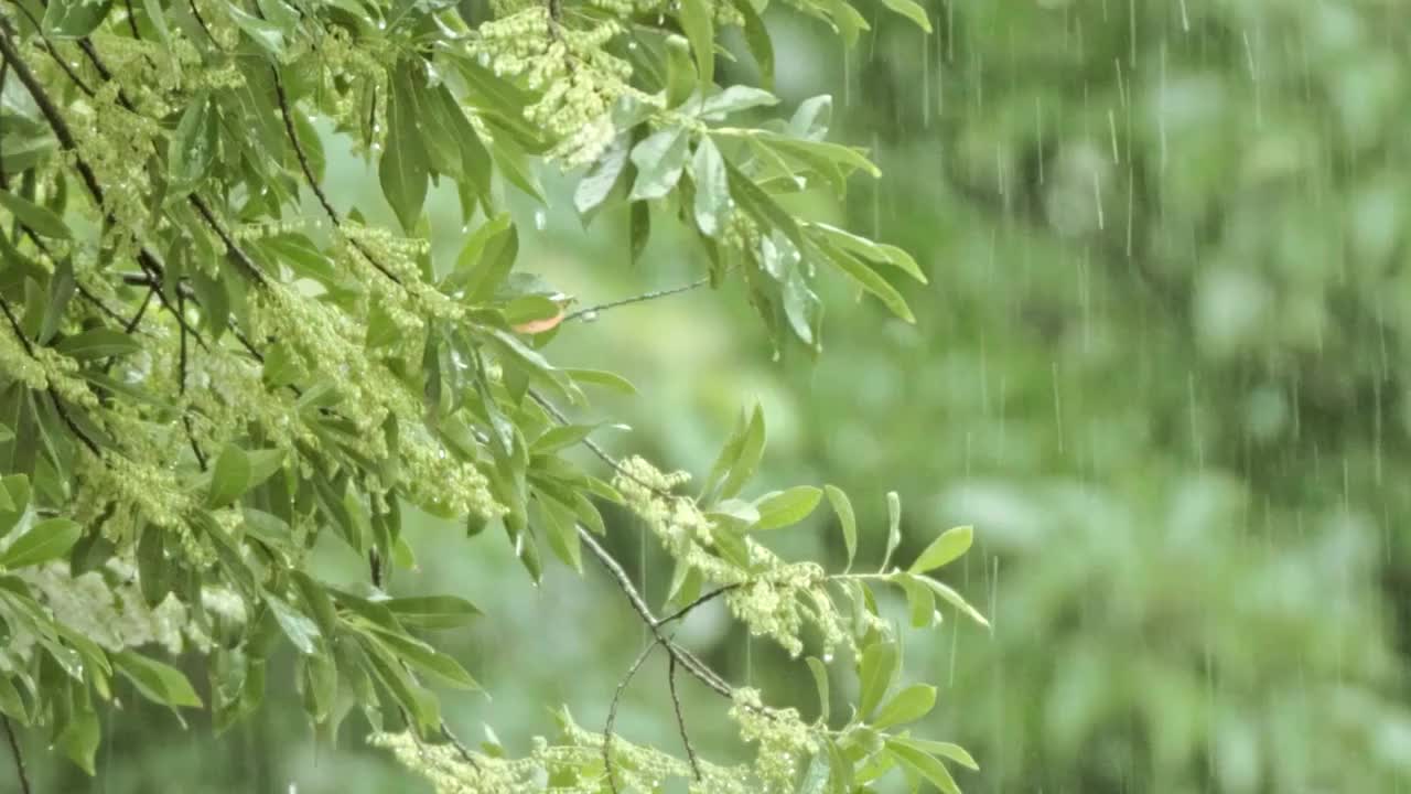 4K森林下雨 雨水惊蛰谷雨立春意境视频素材