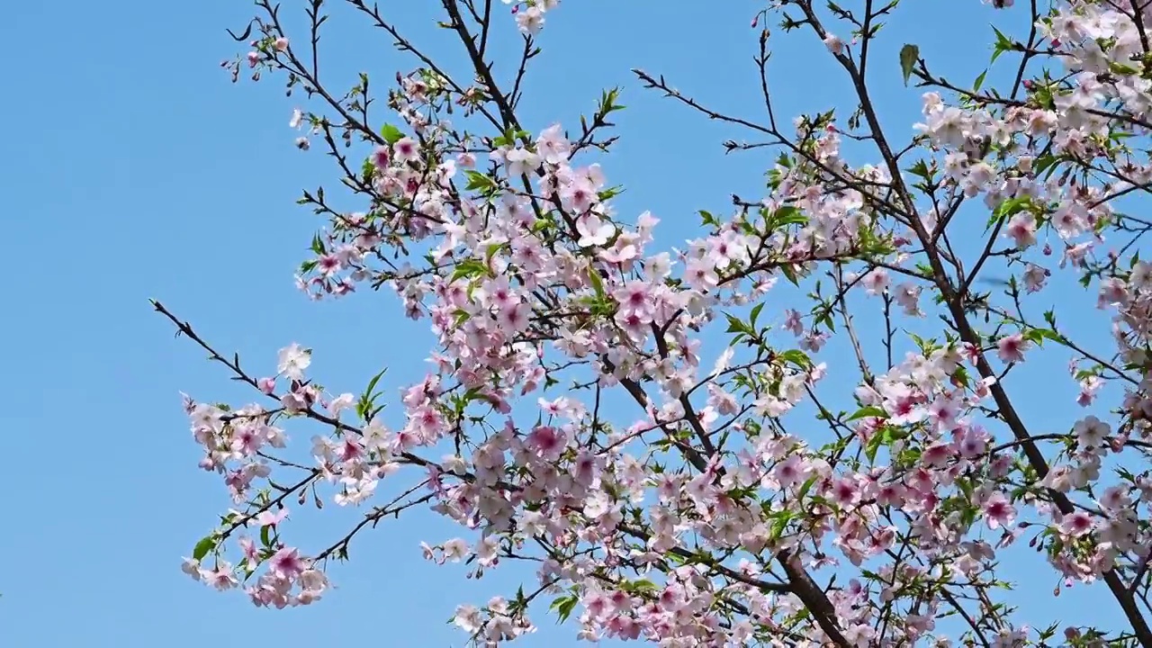 春天阳光下盛开的樱花和飞舞的蜜蜂视频素材