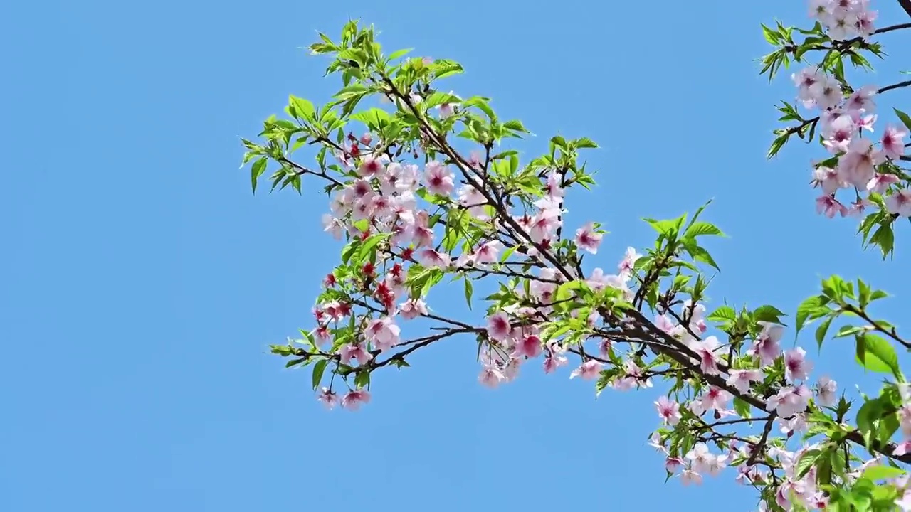 春天阳光下盛开的樱花和飞舞的蜜蜂视频素材