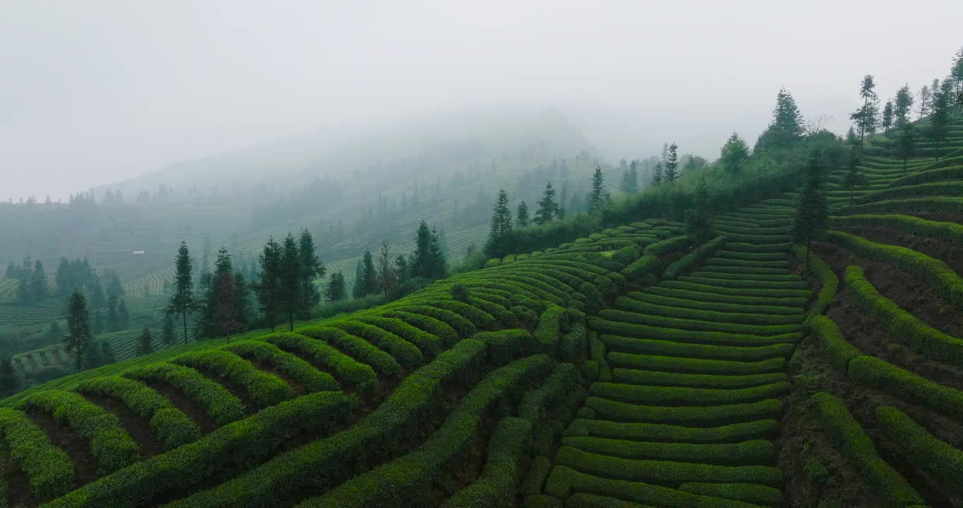 航拍春天四川绿茶园茶山风光视频素材