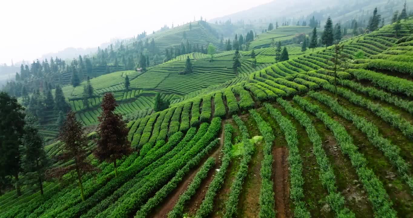 航拍春天四川绿茶园茶山风光视频素材