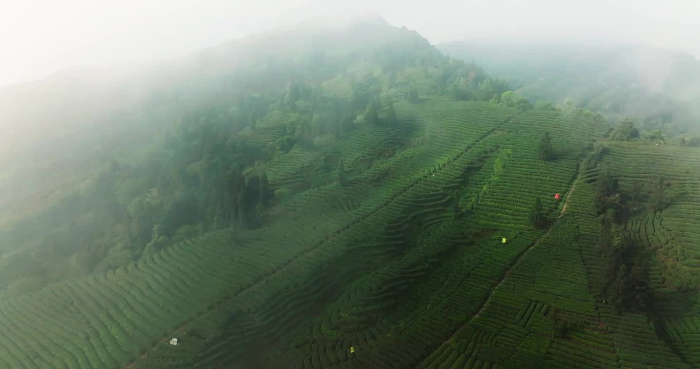 航拍春天四川绿茶园茶山风光茶农采摘茶叶视频素材