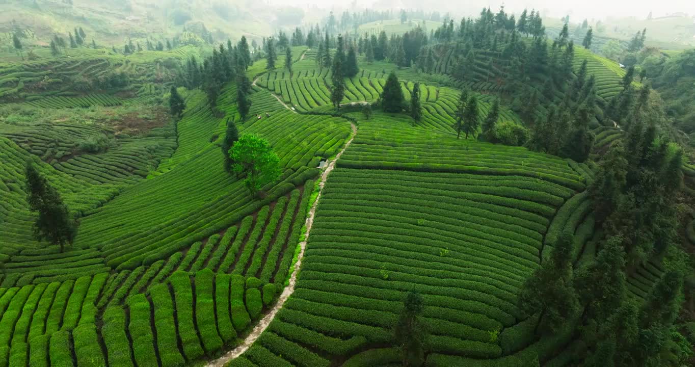 航拍春天四川绿茶园茶山风光视频素材