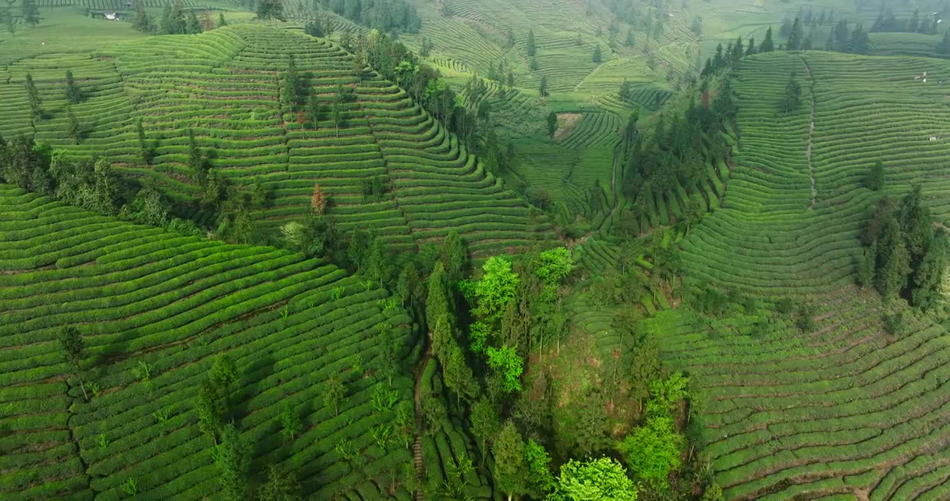 航拍春天四川绿茶园茶山风光视频素材