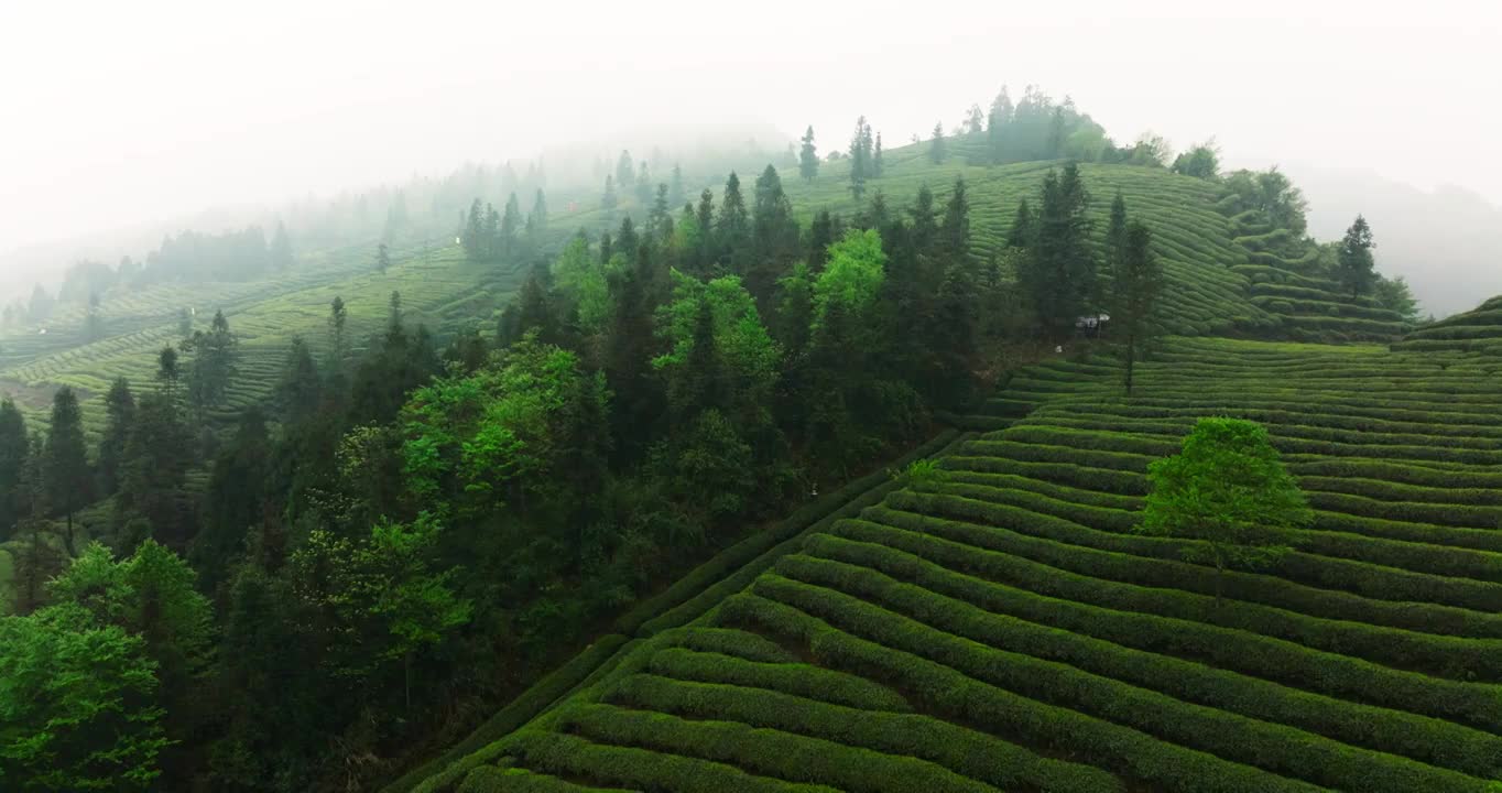 航拍春天四川绿茶园茶山风光视频素材