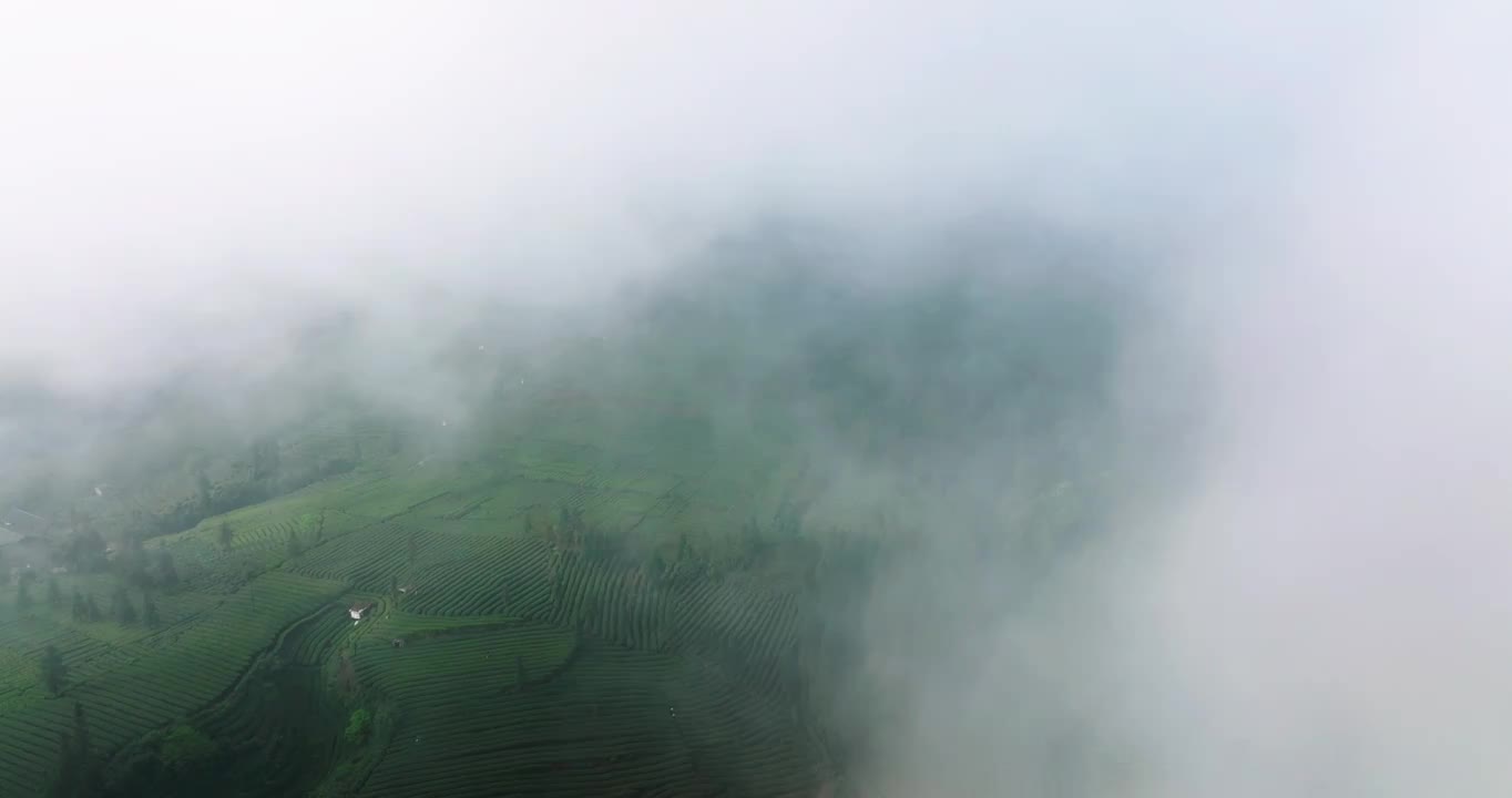 航拍春天四川绿茶园茶山风光视频素材