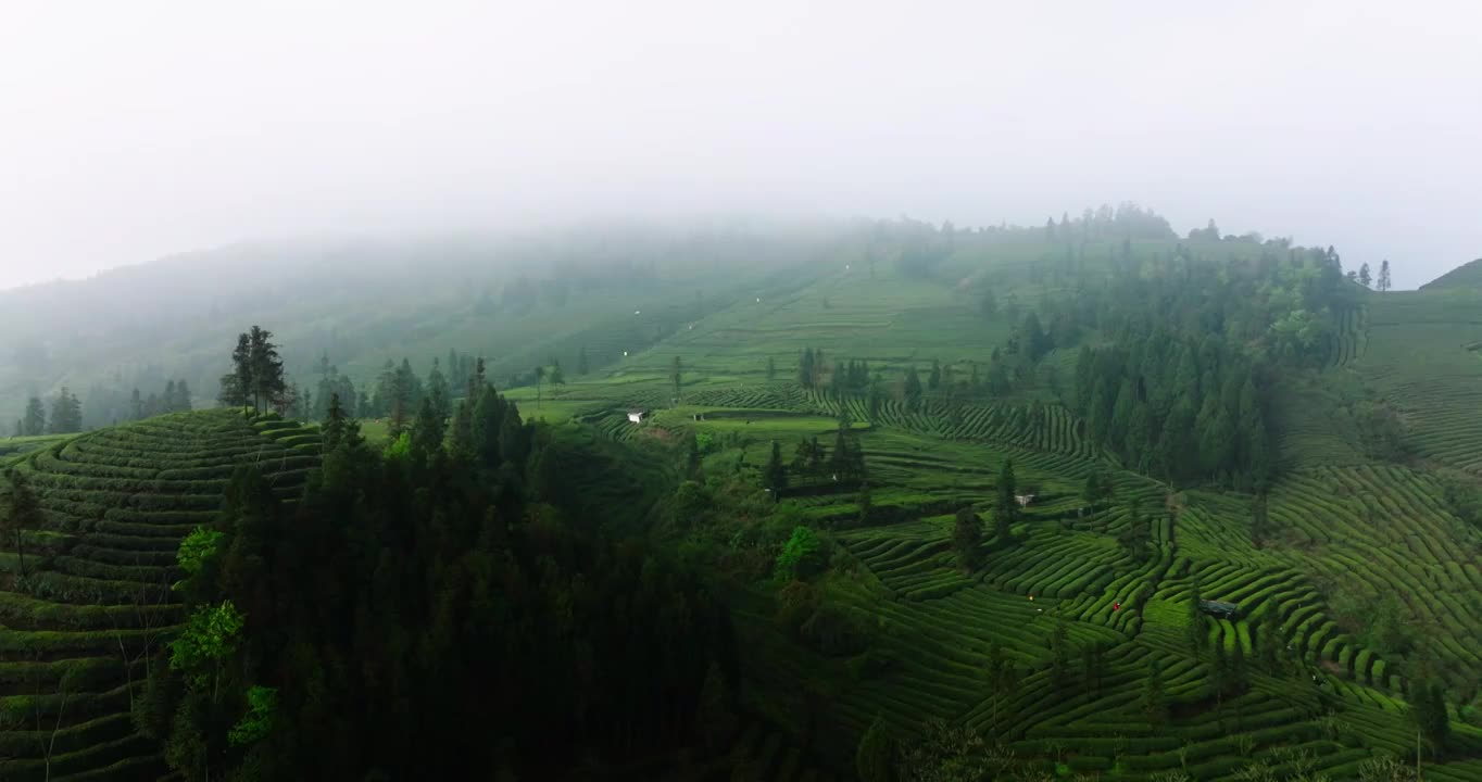 航拍春天四川绿茶园茶山风光视频素材