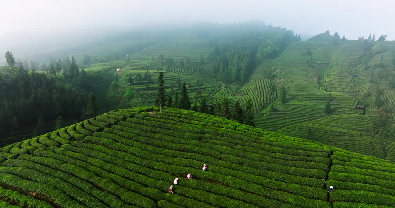 航拍春天四川绿茶园茶山风光茶农采摘茶叶视频素材