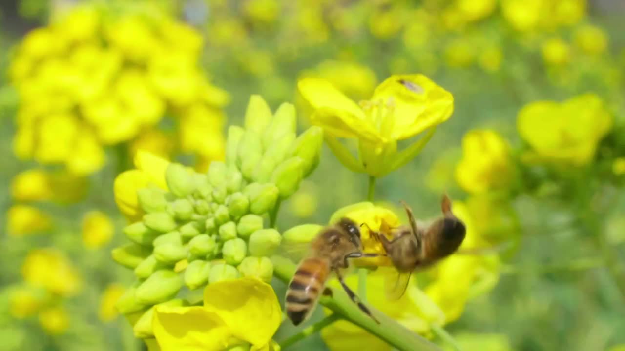 春天金黄色的油菜花上蜜蜂采蜜慢镜头视频素材