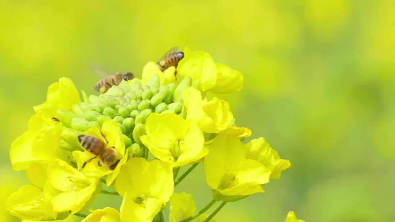 春天金黄色的油菜花上蜜蜂采蜜慢镜头视频素材