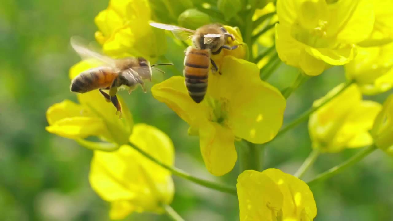 春天金黄色的油菜花上蜜蜂采蜜慢镜头视频素材